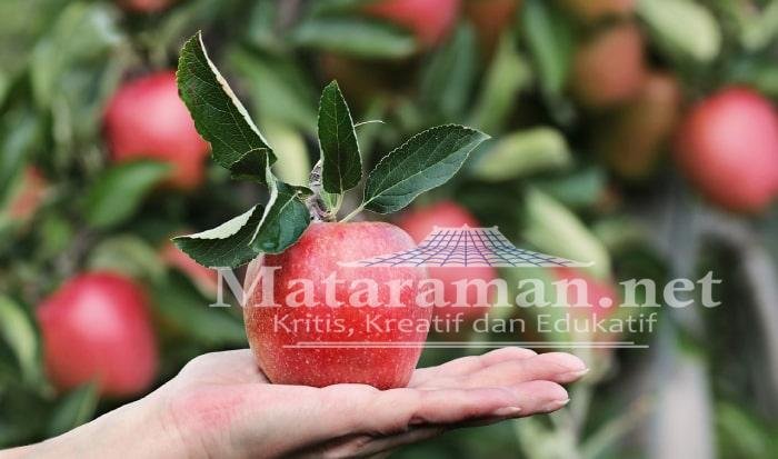 Banyak Manfaat Apel Hijau bagi Kesehatan yang perlu Anda ketahui
