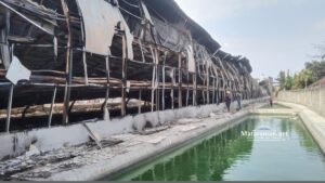 Kerugian Kebakaran Kandang Ayam Tulungagung Senilai Rp 8 Miliar