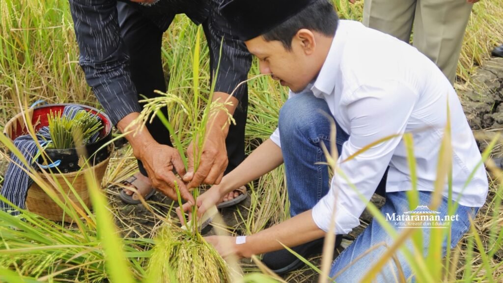 Labuh Panen Trenggalek Hasilkan 5,2 Ton, Wabub Syah: Bisa Menginspirasi