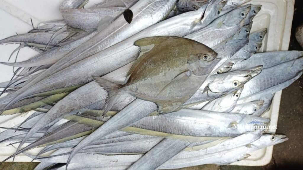 Tangkapan Ikan Laut di Tulungagung Diprediksi Capai 4,8 Ribu Ton