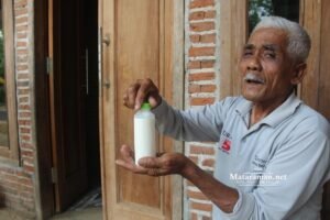 Perbaiki Gizi Balita lewat Susu Kambing Etawa hingga Sembuhkan Penyakit Lansia