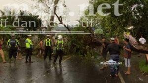 Pohon Asam Tumbang Lumpuhkan Jalan Nasional, 2 Korban Dilarikan ke RSUD Trenggalek