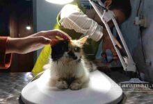 Virus-Keracunan Kasus Terbanyak Hewan Peliharaan di Durenan Trenggalek