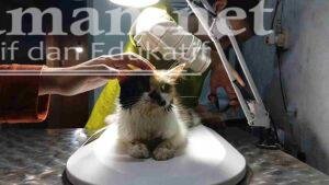 Virus-Keracunan Kasus Terbanyak Hewan Peliharaan di Durenan Trenggalek