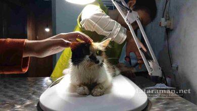 Virus-Keracunan Kasus Terbanyak Hewan Peliharaan di Durenan Trenggalek