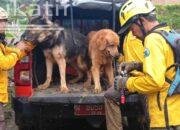 6 Korban Longsor Trenggalek Belum Ditemukan, 4 Anjing Pelacak Dikerahkan