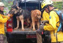 6 Korban Longsor Trenggalek Belum Ditemukan, 4 Anjing Pelacak Dikerahkan