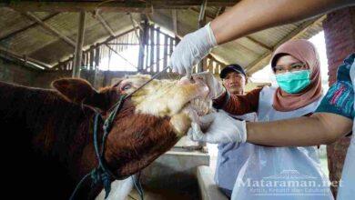 Mas Dhito Pastikan Kelayakan Hewan Kurban dengan Menerjunkan Petugas