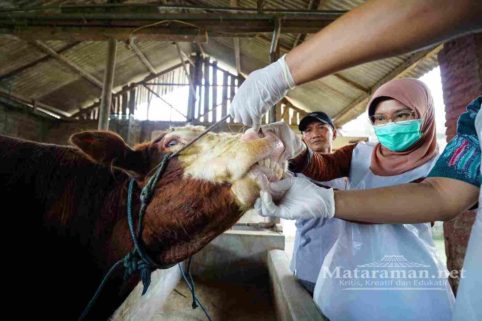 Mas Dhito Pastikan Kelayakan Hewan Kurban dengan Menerjunkan Petugas
