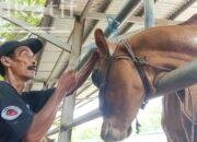 Salon Sapi di Tulungagung Digemari Pedagang, Dongkrak Harga Jual Hingga Jutaan Rupiah