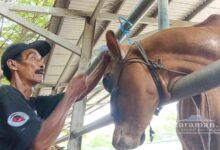 Salon Sapi di Tulungagung Digemari Pedagang, Dongkrak Harga Jual Hingga Jutaan Rupiah