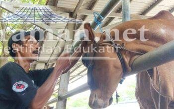 Salon Sapi di Tulungagung Digemari Pedagang, Dongkrak Harga Jual Hingga Jutaan Rupiah 