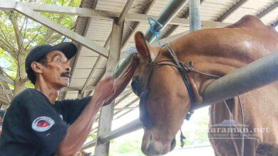 Salon Sapi di Tulungagung Digemari Pedagang, Dongkrak Harga Jual Hingga Jutaan Rupiah 
