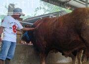 Sapi 1,05 Ton Milik Juragan Lembu Farm Dibeli Presiden Prabowo