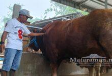 Sapi 1,05 Ton Milik Peternakan Lembu Farm Dibeli Presiden Prabowo