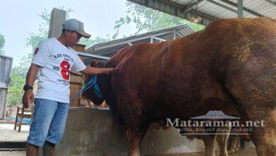 Sapi 1,05 Ton Milik Peternakan Lembu Farm Dibeli Presiden Prabowo