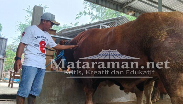 Sapi 1,05 Ton Milik Juragan Lembu Farm Dibeli Presiden Prabowo