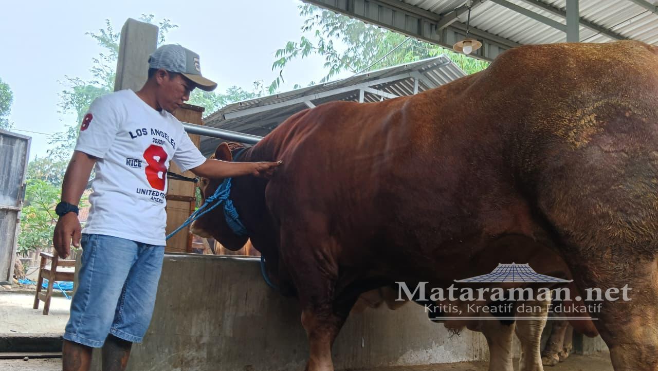 Sapi 1,05 Ton Milik Peternakan Lembu Farm Dibeli Presiden Prabowo