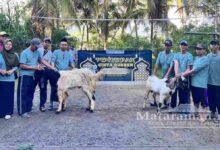 Momen Iduladha, SMP Islam Kampak Trenggalek Bagikan 70 Paket Kurban