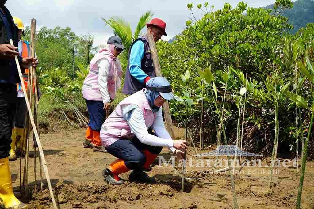 100 Bibit Mangrove Baru Tertanam di Kawasan Cengkrong Trenggalek Dukung NZE