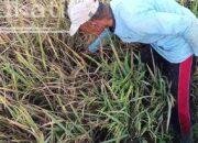 Petani Trenggalek Terancam Gagal Panen, Hama Wereng Menyerang Ratusan Hektare Tanaman Padi