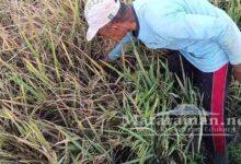 Petani Trenggalek Terancam Gagal Panen, Hama Wereng Menyerang Ratusan Hektare