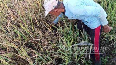 Petani Trenggalek Terancam Gagal Panen, Hama Wereng Menyerang Ratusan Hektare