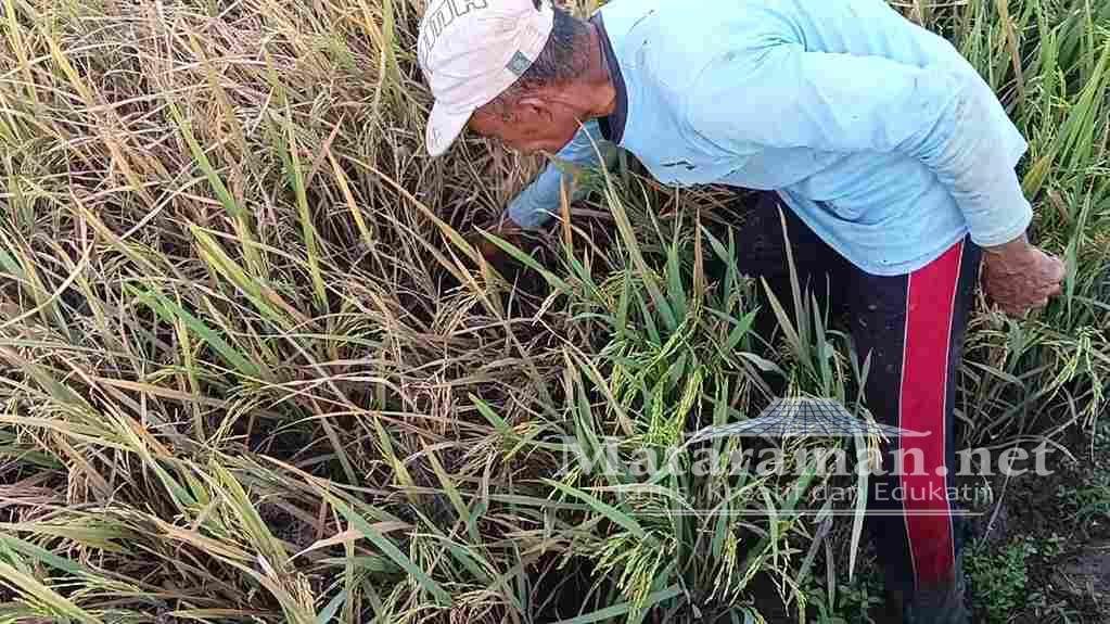Petani Trenggalek Terancam Gagal Panen, Hama Wereng Menyerang Ratusan Hektare