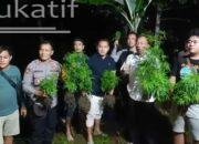 Ladang Ganja Diungkap Polres Blitar Kota Usai Pelaku Kerusuhan Positif Tes Urine