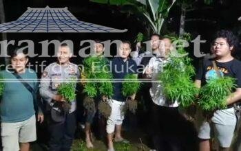 Ladang Ganja Diungkap Polres Blitar Kota Usai Pelaku Kerusuhan Positif Tes Urine