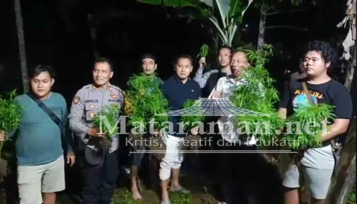 Ladang Ganja Diungkap Polres Blitar Kota Usai Pelaku Kerusuhan Positif Tes Urine