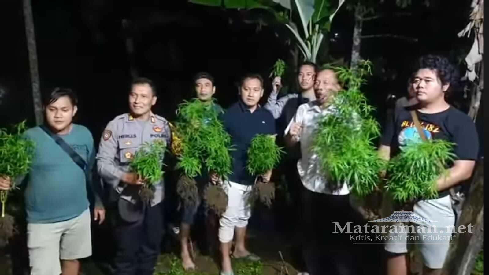 Ladang Ganja Diungkap Polres Blitar Kota Usai Pelaku Kerusuhan Positif Tes Urine