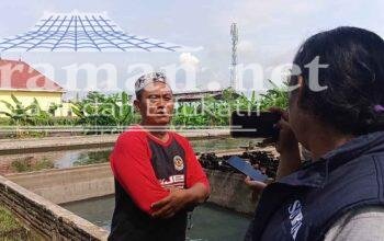 Budi, Petani Lobster Air Tawar di Tulungagung Targetkan Penuhi Pasar Konsumsi