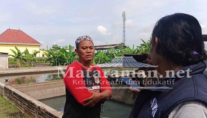 Budi, Petani Lobster Air Tawar di Tulungagung Targetkan Penuhi Pasar Konsumsi