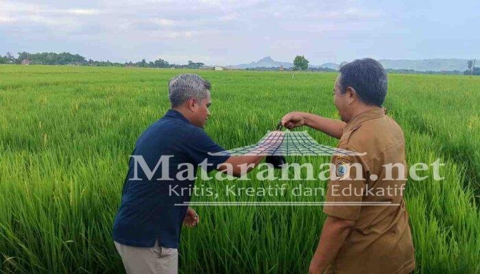 Uji Kandungan Tanah Petani di Tulungagung: Rekomendasikan Penggunaan Pupuk Berimbang