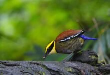 Burung Paok Dilindungi di Indonesia Terpantau di Huko Trenggalek