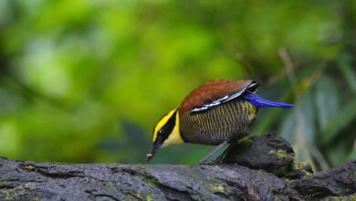 Burung Paok Dilindungi di Indonesia Terpantau di Huko Trenggalek