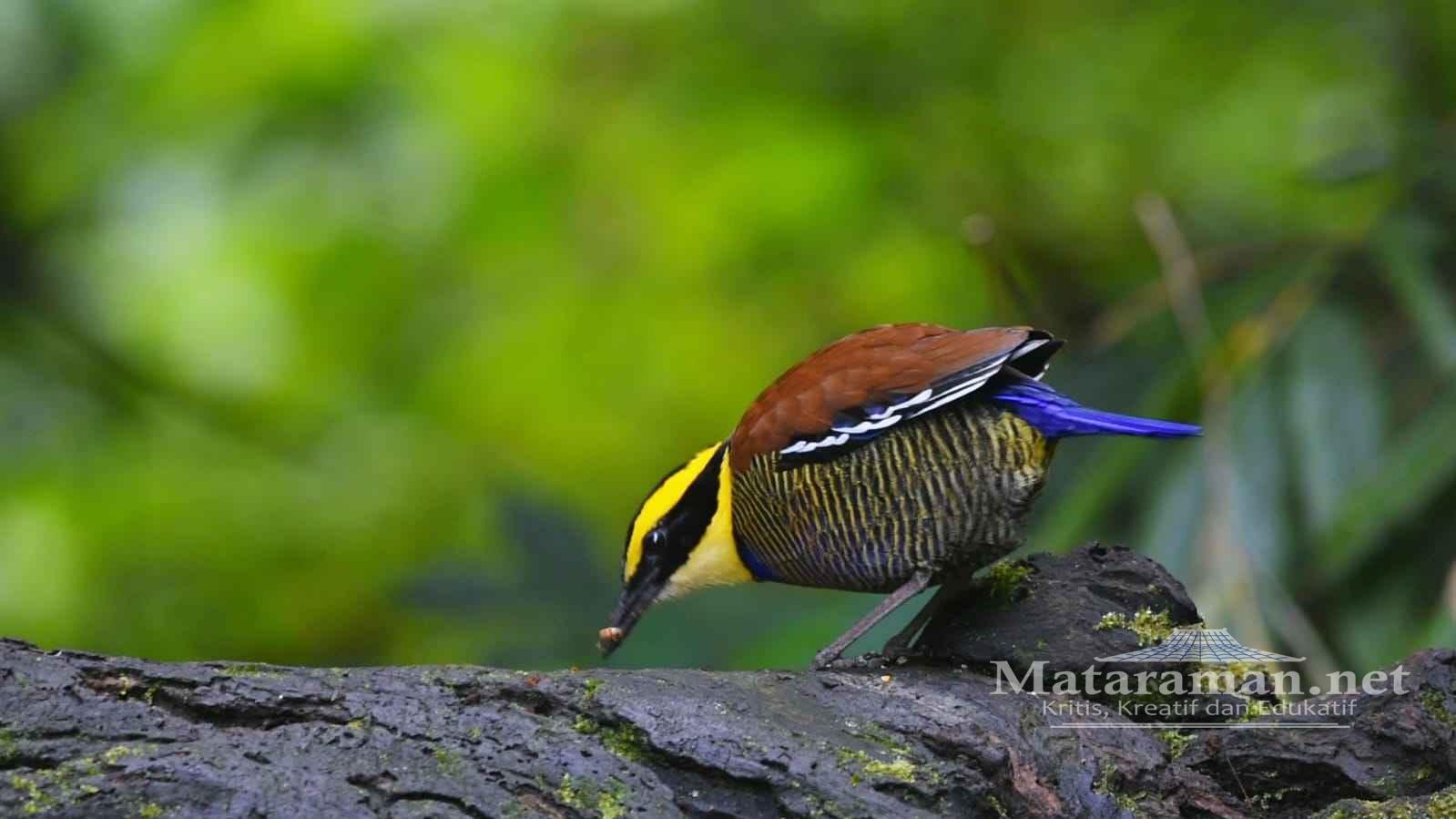 Burung Paok Dilindungi di Indonesia Terpantau di Huko Trenggalek
