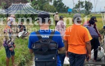 Bulog Tulungagung Optimis Serap 60an Ribu Ton Gabah Kering di 2026