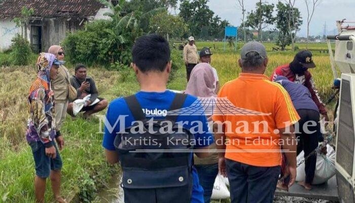 Bulog Tulungagung Optimis Serap 60an Ribu Ton Gabah Kering di 2026