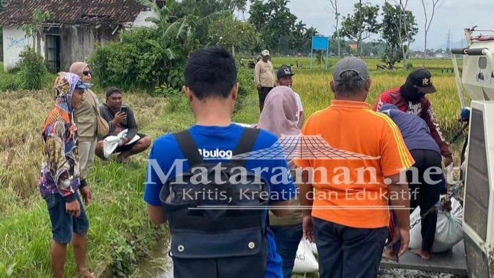 Bulog Tulungagung Optimis Serap 60an Ribu Ton Gabah Kering di 2026