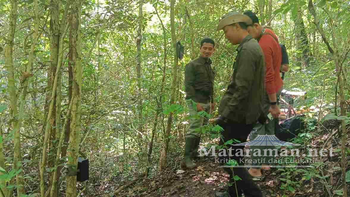 Landak-Monyet Ekor Panjang Dilindungi Masih Terjaga di Huko Trenggalek