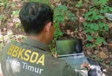 Landak-Monyet Ekor Panjang Dilindungi Masih Terjaga di Huko Trenggalek