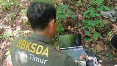 Landak-Monyet Ekor Panjang Dilindungi Masih Terjaga di Huko Trenggalek