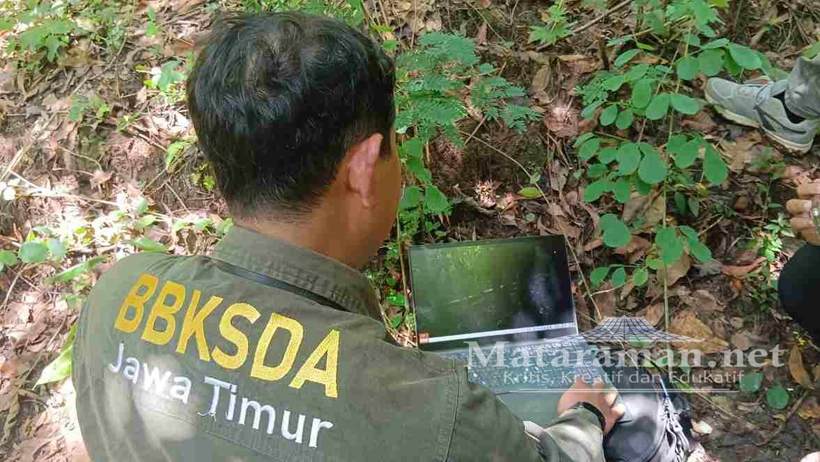 Landak-Monyet Ekor Panjang Dilindungi Masih Terjaga di Huko Trenggalek