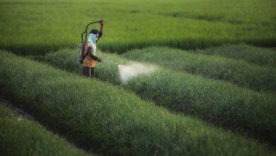 16 Hektare Bawang Merah di Tulungagung Mulai Tanam, Potensi Produksi Maksimal 160 Ton