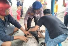 Lima Selamat, 1 Wisatawan Hilang Terseret Ombak di Pantai Sine Tulungagung