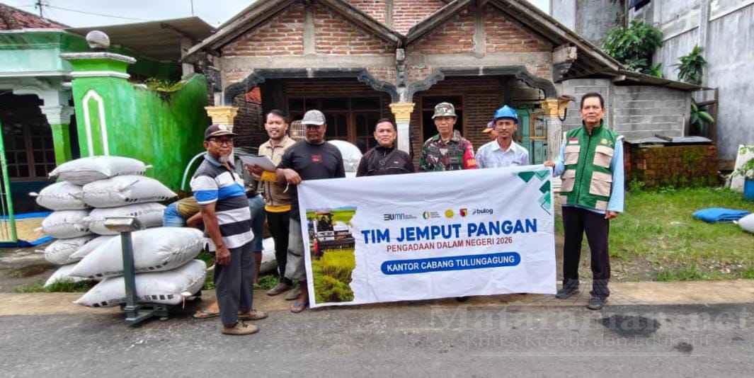 Meski Bulan Ramadan, Perum Bulog Tulungagung Tetap Gencarkan Serapan Gabah-Jagung
