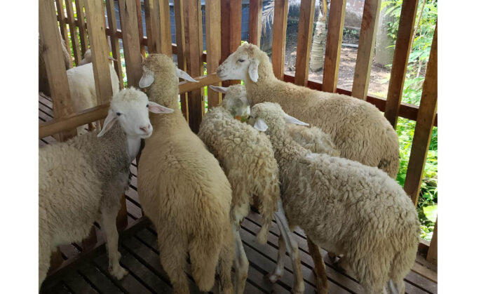Permintaan Kambing Jawa dan Wedus Gibas di BUM Desa Bale Arta Lestari Balerejo Meningkat Jelang Iduladha