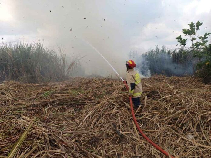 Lahan Tebu Seluas 400 Ru di Tulungagung Terbakar Gara-Gara Bakar Daduk, Pemilik Rugi Rp24 Juta